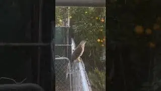 #hawk outside the window
