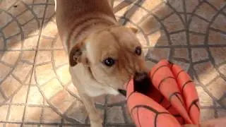 Rocky e il Supersantos