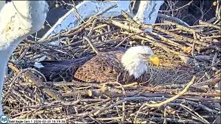 U.S. Steel Bald Eagle Cam 1 on 2/20/26 Stella lays 1st egg of the season