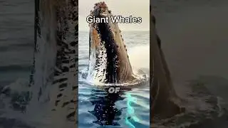 Giant whales 