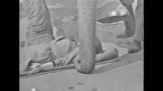 60's TV Personality Risks Life Under 5 Ton Elephant: One False Step and SQUISH.