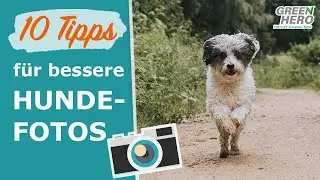 Fotoshooting mit Hund 📸  10 Tipps für bessere Hundefotos!
