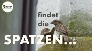 Spatzen sichten - und retten! BUND Köln