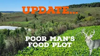 Poor Man's Food Plot Update: You Won't Believe How It Turned Out