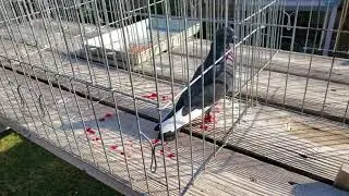 Aftermath of falcon attack on roller pigeon