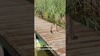 Рыбалка и Кошка. Все для котят в кустах. 