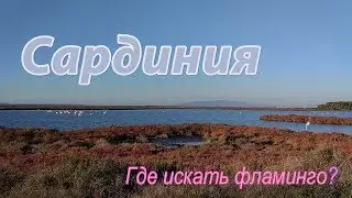 Сардиния. ГДЕ ИСКАТЬ ФЛАМИНГО на Сардинии?