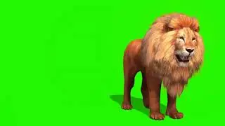 lion green screen video 