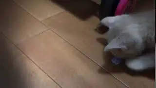 meomeocl 131 clip4
