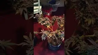NY finally "LEGALIZED IT!"  😀👍  (home cultivation)