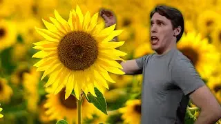 The Sunflower Father