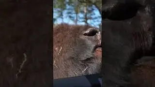 A buffalos dream😍🦬 #baylenlevine #funnyvideos #shorts