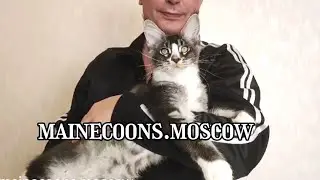 Крупный котенок Мейн-кун, ему всего 4,5 месяца!