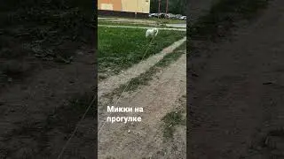 Mickey on a walk #шортс #animals #животные #тикток #tiktok #instagram #dog #рекомендации #развлечен