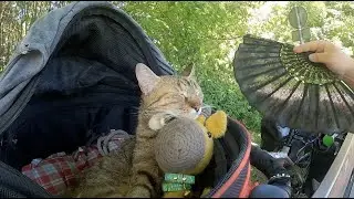 Post Corona: NALA Cat Entering Austria 😻