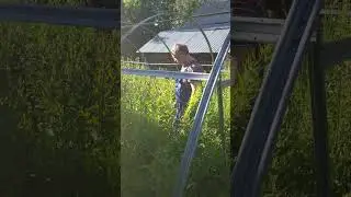 #дачный сезон ,помидоры с  огурцами.....