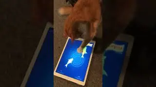 Cat Catching Fish