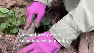 Filling soil around growing potato plants