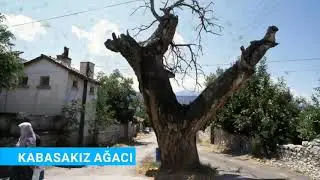 KARGI'NIN SEMBOL ANIT AĞAÇLARI.. GAZETECİ KÂMİL YILMAZ'IN OBJEKTİFİNDEN AĞAÇLARIMIZ ...