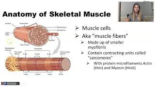 Anatomy of Muscle