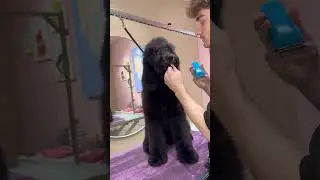 Reality of a puppies first haircut