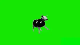 Cow Dancing Meme Green Screen Video No Copyright Free video