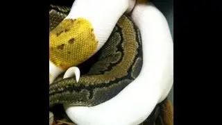 Python Breeding : SnakeBytesTV