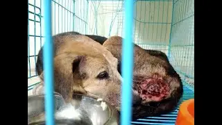 Street Pup With Terrorizing Tumor Attacked By Bugs