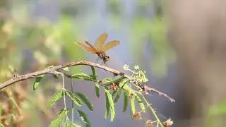 Perithemis tenera - Parque Ecológico do Tietê, São Paulo/SP