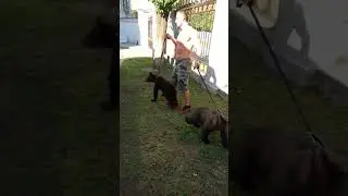 Медведи. Bears. Мускулы и медведи. Часть 1. Part 1.