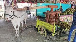 Sugarcane Juice Extraction by Bull - Indigenous technique #raswanti #itk #india #sugarcane #yt