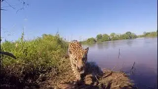 Camera catches jaguar walking on the edge of the river | nature | Wildlife