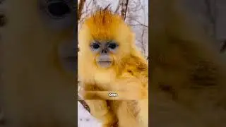 This monkey shocked scientists😱