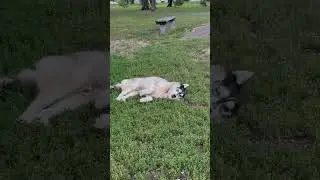 Тор балдеет!)