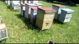 Формирование отводка на одну рамку крытого расплода! И раздача маточников