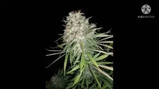 Ganja Song- Mafiya (Samir Gahatraj)| New Nepali Rap Song| The Stern Records