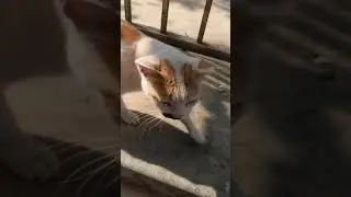 Cats Sleeping and Waiting For Food