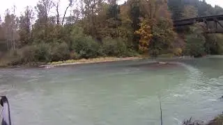 Seal looking for salmon