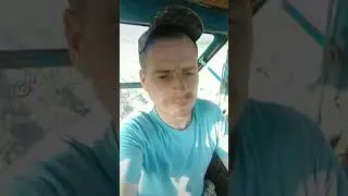 МТЗ 80 окучка картофеля 2