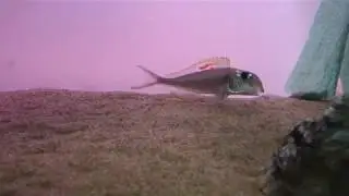 Xenotilapia nigrolabiata red princess WF