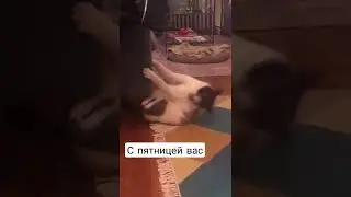 с пятницей вас #пятница #смешныекоты