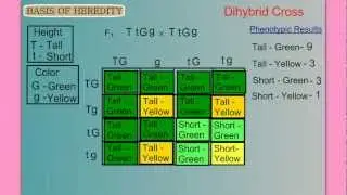 Genetics Part 1: Basic Mendelian