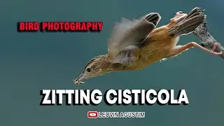 Memotret Burung Cici Padi - Photographing Zitting Cisticola