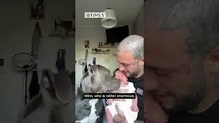 Meet Mino: The Adorable Dog Adopted by the Internet