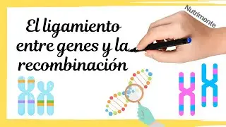 El Ligamiento entre Genes y la Recombinación - [El MAPEO de Cromosomas]