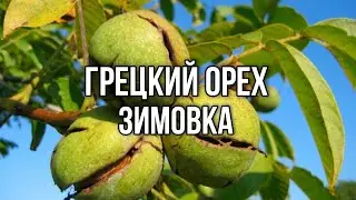 ЗИМОВКА ГРЕЦКОГО ОРЕХА