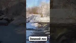 Зимний лес. Прогулка вдоль Нижнего пруда
