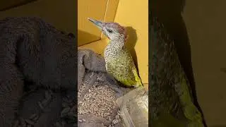 Saving Woody The Woodpecker!!