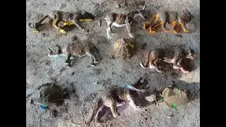 membersihkan mainan dinosaurus ikan singa macan badak harimau jerapah