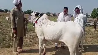 مویشی منڈی دوبیرن کلاں کلرسیداں || Cattle market at doberan kalan kallar syedan
